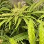 Black Opium „Bianca“