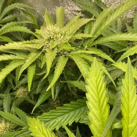 Black Opium „Bianca“