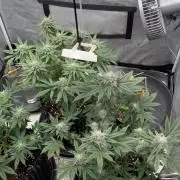 Nasha & Shadow  Corp🚀🚀🚀