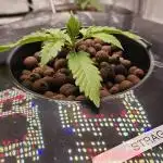 Fastbuds