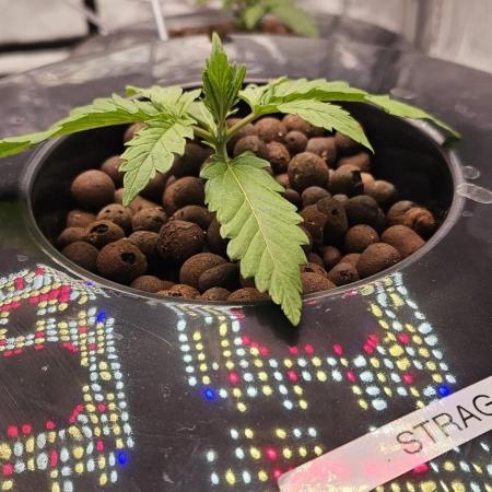 Fastbuds