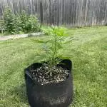 OG Kush Auto Fastbuds