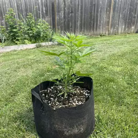 OG Kush Auto Fastbuds
