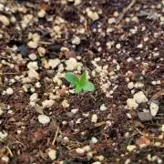 Girl Scout Cookies Auto