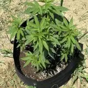 OG KUSH-Barneys Farm-Season 2026