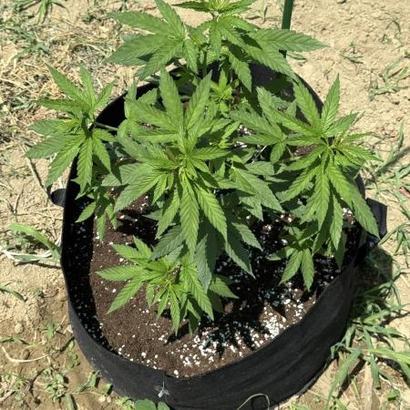 OG KUSH-Barneys Farm-Season 2026