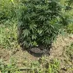 Girl Scout Cookies Season 2k25
