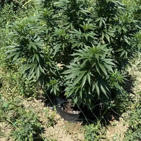 Girl Scout Cookies Season 2k25