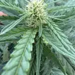 Blue Sunset Sherbert 2k25