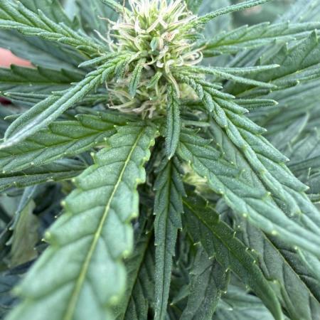 Blue Sunset Sherbert 2k25