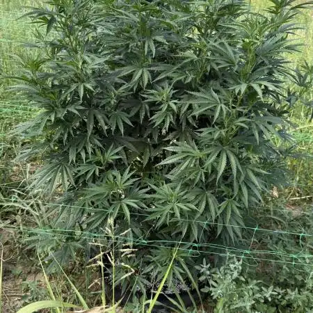 OG KUSH Season 2k25
