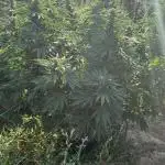 Girl Scout Cookies Season 2k25