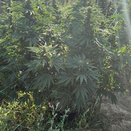 Girl Scout Cookies Season 2k25