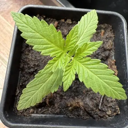 Blue Sunset Sherbert 2k25
