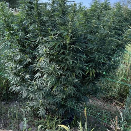OG KUSH Season 2k25