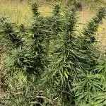 Blue Sunset Sherbert 2k25