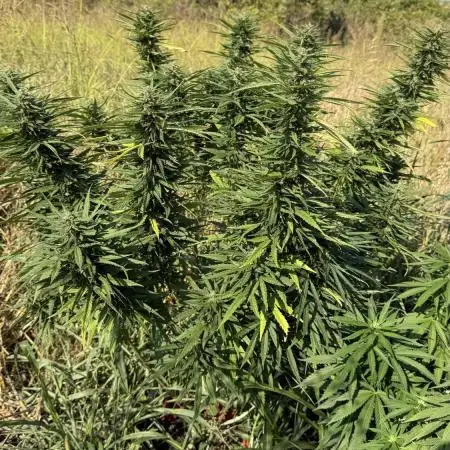 Blue Sunset Sherbert 2k25