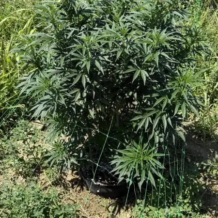 OG KUSH Season 2k25
