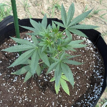 OG KUSH-Barneys Farm-Season 2026