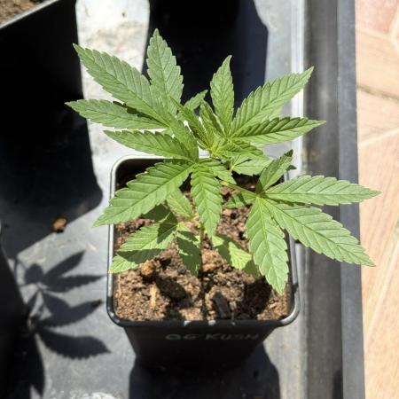OG KUSH-Barneys Farm-Season 2026