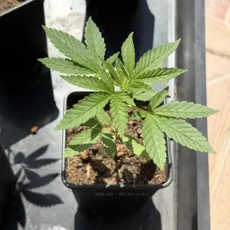OG KUSH-Barneys Farm-Season 2026