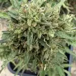Dwarves 2k25 Sour Diesel Auto