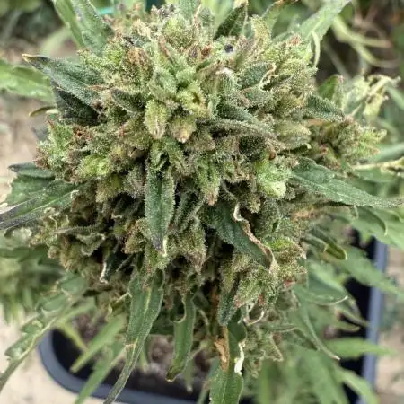 Dwarves 2k25 Sour Diesel Auto