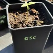 Season 2026# GSC# Barney’s Farm