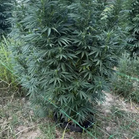 OG KUSH Season 2k25
