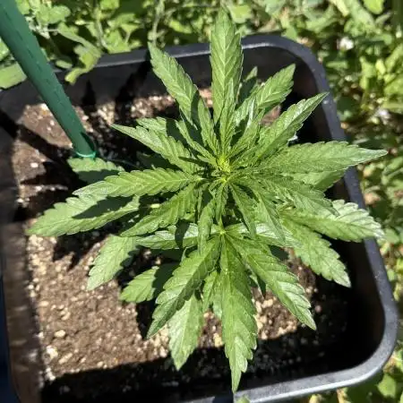 Sour Diesel Auto Season 2k25
