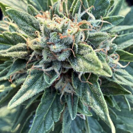 Dwarves 2k25 Sour Diesel Auto