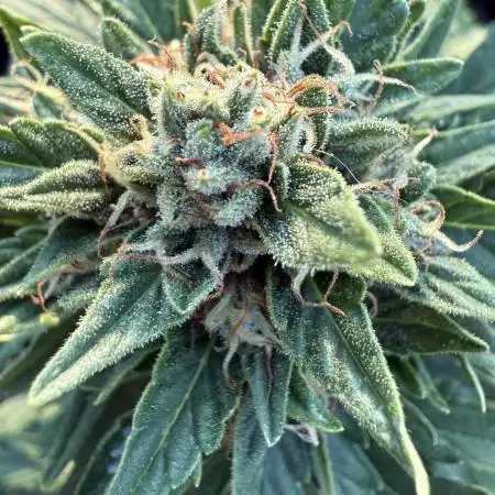 Dwarves 2k25 Sour Diesel Auto