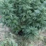 Girl Scout Cookies Season 2k25