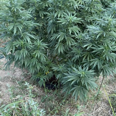Girl Scout Cookies Season 2k25