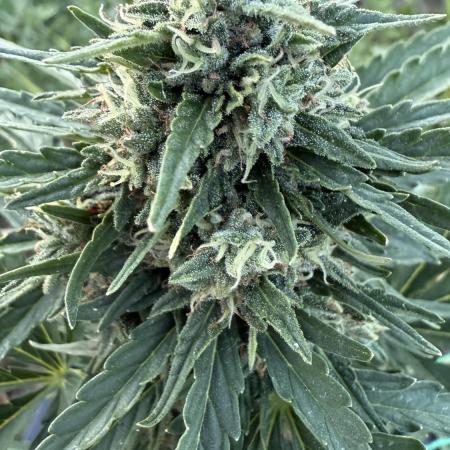 Dwarves 2k25 Sour Diesel Auto