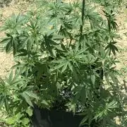 OG KUSH-Barneys Farm-Season 2026