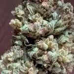 Dwarves 2k25 Sour Diesel Auto
