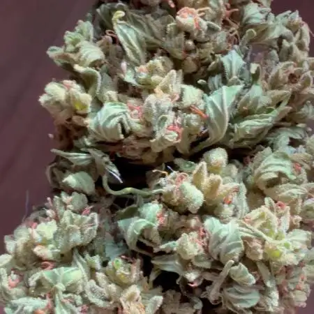 Dwarves 2k25 Sour Diesel Auto