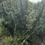 OG KUSH Season 2k25