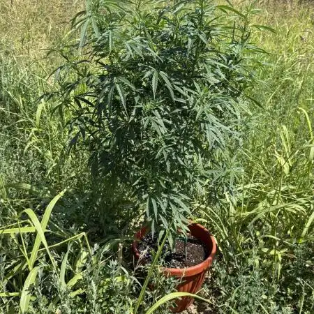 Blue Sunset Sherbert 2k25