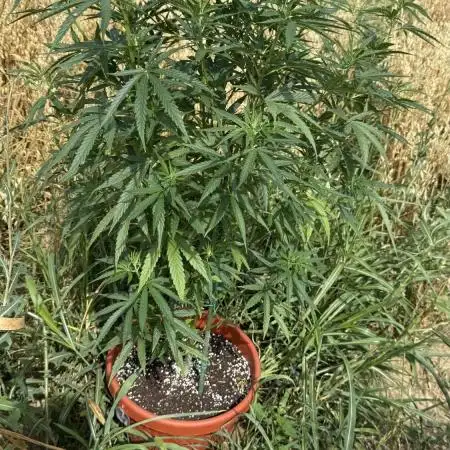 Blue Sunset Sherbert 2k25
