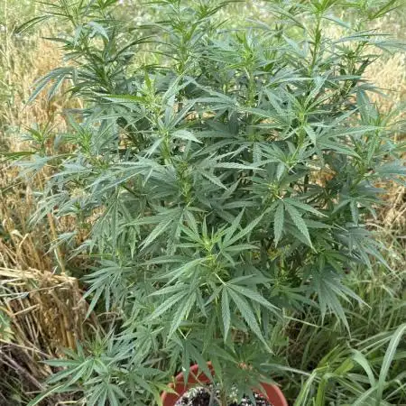 Blue Sunset Sherbert 2k25
