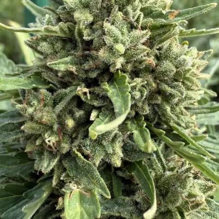 Dwarves 2k25 Sour Diesel Auto