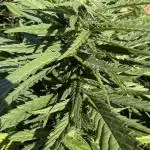 Blue Sunset Sherbert 2k25