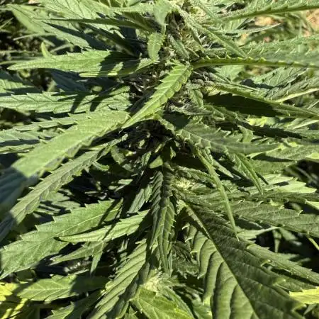 Blue Sunset Sherbert 2k25