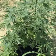 OG KUSH-Barneys Farm-Season 2026