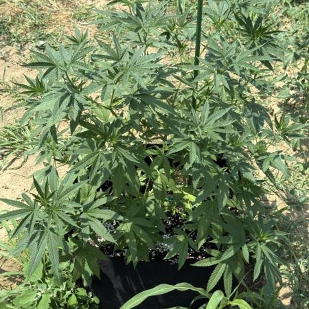 OG KUSH-Barneys Farm-Season 2026