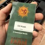OG KUSH-Barneys Farm-Season 2026