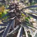 Farmer's Garden 2024