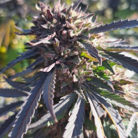 Farmer's Garden 2024